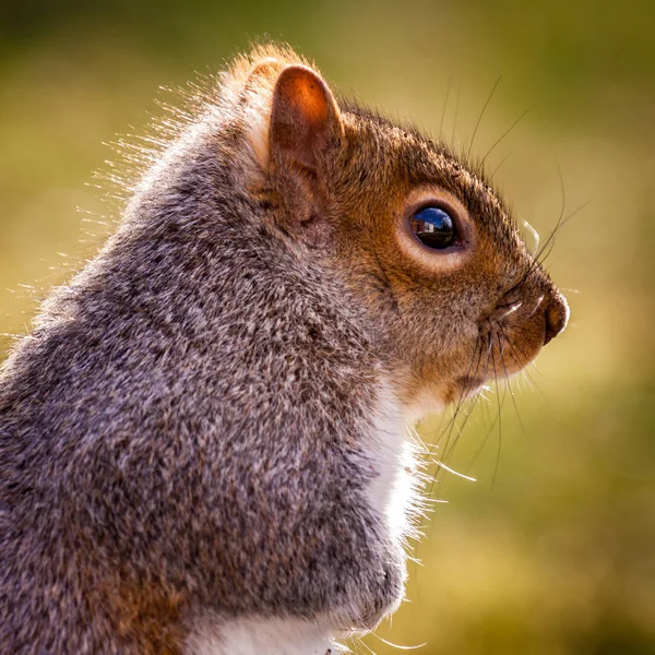 Retrato de una ardilla gris oriental —  Fotos de Stock