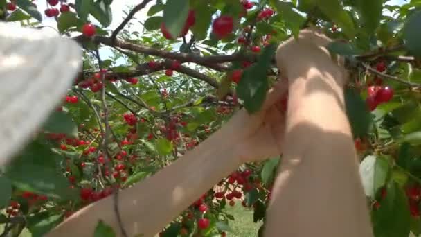 La mujer recoge cerezas agrias en un huerto . — Vídeos de Stock