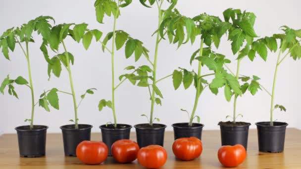 Seedlings tomato stands on a table — Stock Video