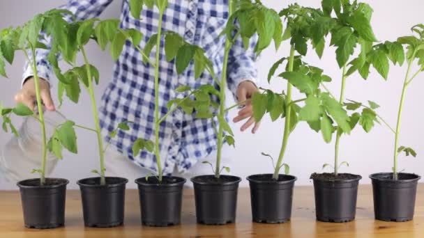 女の子の家でのトマトの実生植物に水をまく — ストック動画