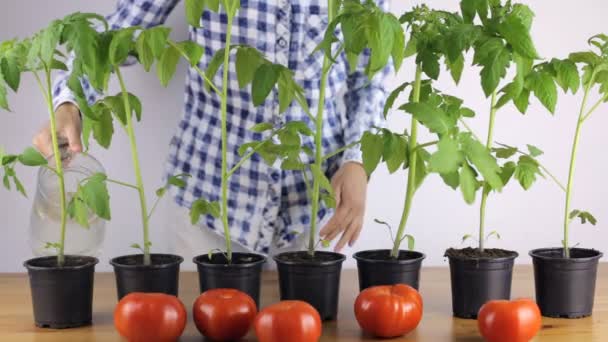 Kvinna Återfuktar Smutsa Plantor Tomat Hemma — Stockvideo