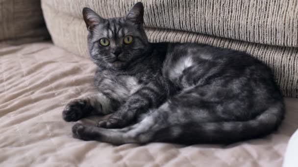 Schöne Britisch Black Smoke Tabby Katze liegt auf der Couch — Stockvideo