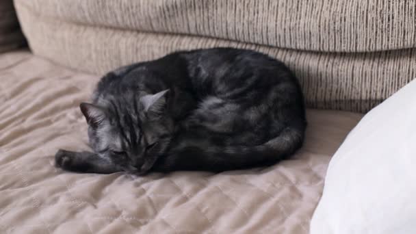 British Cat is dozing on the couch — Stock Video