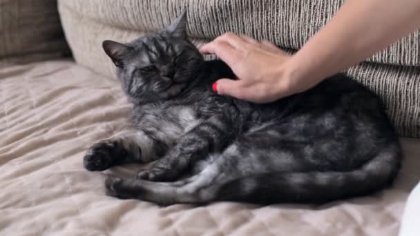 Mão feminina jogando e acariciando um gato — Vídeo de Stock