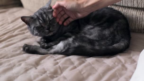 Female hand strokes a British cat that lies on couch — Stock Video