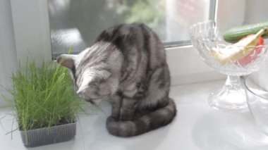 İngiliz pencere pervazına üzerinde oturan ve çim yeme kedi