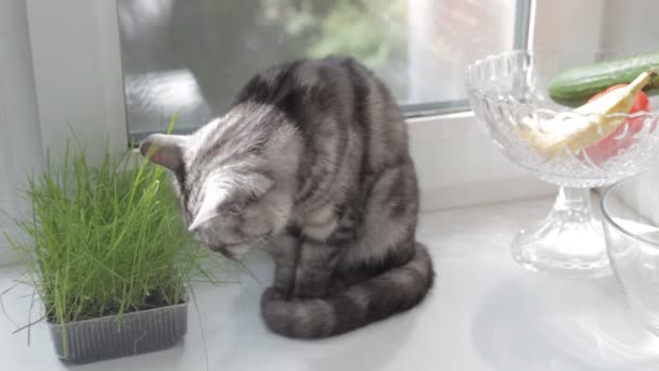 Британська кішка, сидячи на підвіконні і їдять траву — стокове відео