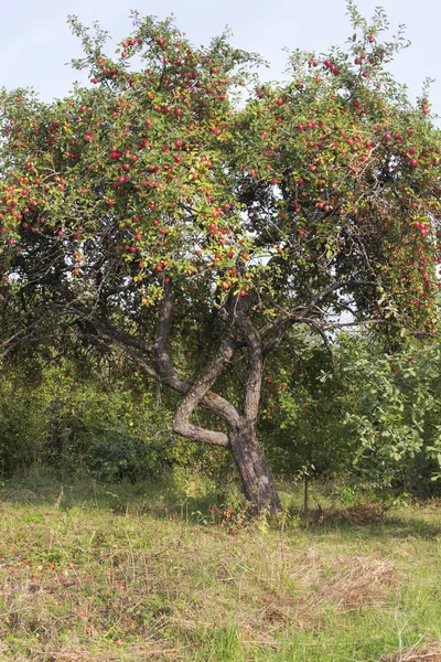 Schöner Apfelbaum mit reifen Früchten. Schöner Hintergrund — Stockfoto