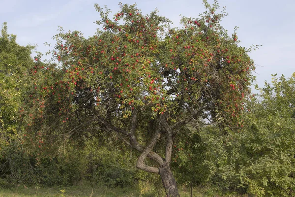 Jabloň se zralými plody. Krásné pozadí — Stock fotografie