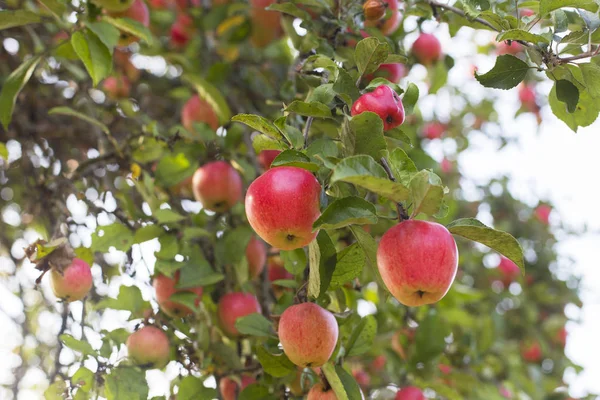 Olgun kırmızı elma ile bir ağaç fışkın