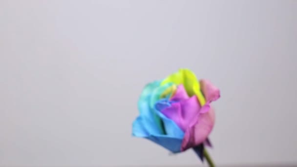 Rose multicolore, gros plan — Video