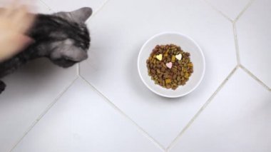 Onların yemek yemeye İngiliz kedi geldi