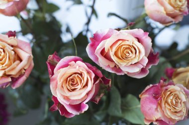 Olağandışı turuncu-kırmızı gül üstten görünüm. Çiçek arka plan