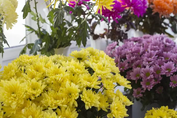 Crisantemos de diferentes variedades están en frascos para la venta —  Fotos de Stock