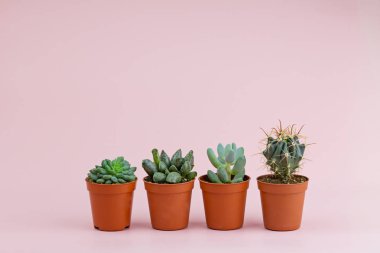 Güzel succulents ve kaktüs pembe bir arka plan üzerinde