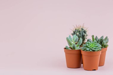 Taze succulents. Güzel ve sıradışı bitkiler, yazıt için bir yer