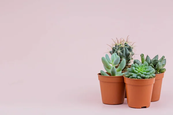 Taze succulents. Güzel ve sıradışı bitkiler, yazıt için bir yer
