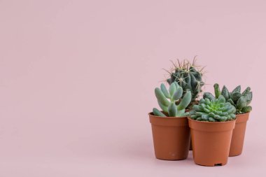 Küçük bitkiler pembe bir arka plan üzerinde bir yerde bir yazıt için bir grup