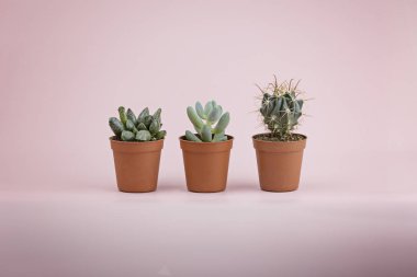 Çok güzel ve taze succulents ve kaktüs pembe bir arka plan üzerinde