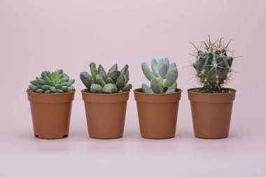Küçük succulents ve kaktüs pembe bir arka plan üzerinde
