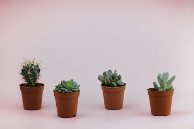 Succulents pembe bir arka plan üzerine yerleştirilen bir grup sendeleyerek