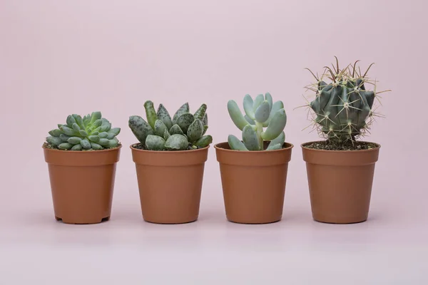 Small succulents and cactus on a pink background