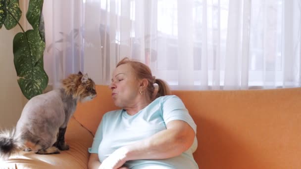 Anciana hermosa mujer jugando con un afeitado gris gato — Vídeo de stock