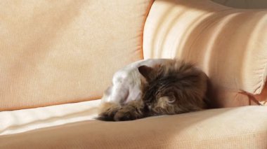 Uykulu kedi kanepede yatan bir oyuncakla oynamak