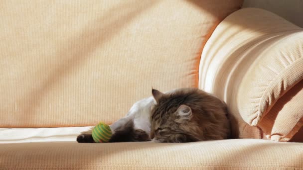 Eine verschlafene Katze spielt widerwillig mit einem bunten Ball — Stockvideo