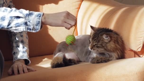 Бритый кот лежит на диване и играет с игрушкой — стоковое видео