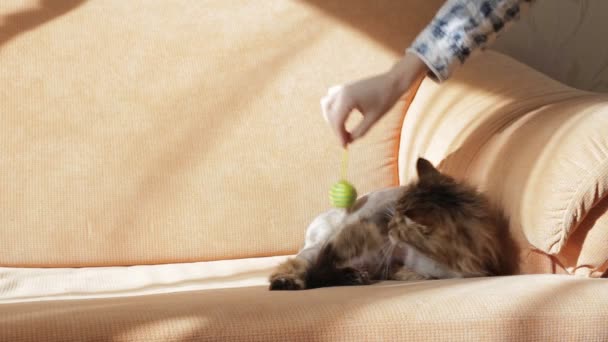 Женщина играет с котом, лежащим на диване — стоковое видео