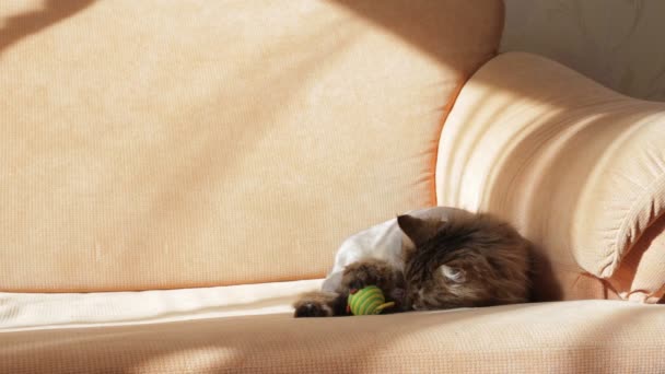 Oyuncak çok renkli fareyle oynayan kedi — Stok video