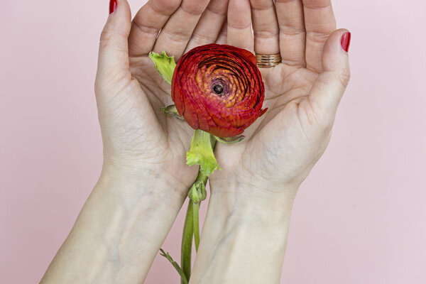 Female hands with a manicure hold a red ranunculus