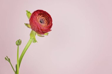 Pembe arka plan yakın çekim üzerinde uzun bir sap üzerinde Ranunkulyusa kırmızı çiçek