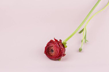 Açık pembe arka plan üzerinde taze kırmızı ranunculus