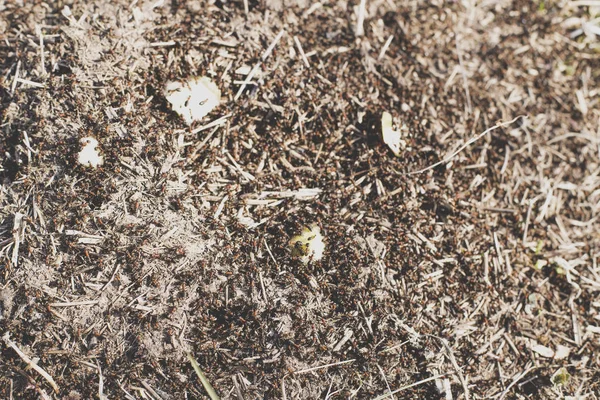 Formigas de cor vermelha em um formigueiro arrastando fatias de maçã — Fotografia de Stock