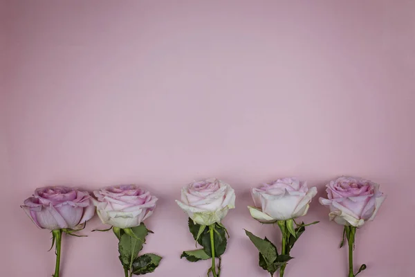 Pembe arka plan ve metin alanı pembe güller