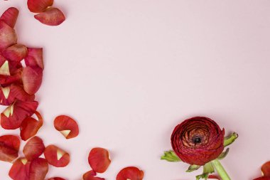 Kırmızı yaprakları ve ranunculus pembe arka plan yakın çekim