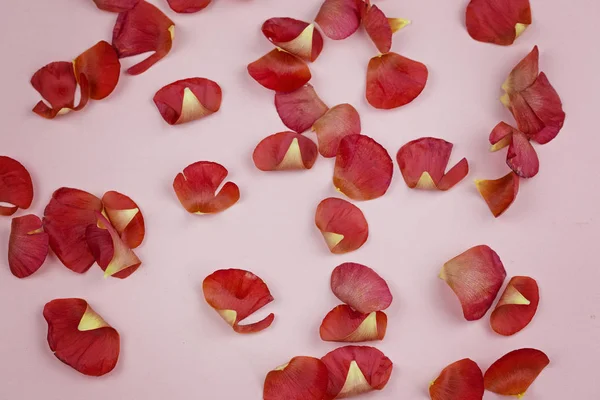 Ranunkulyusa red petals on a pink background — Stock Photo, Image