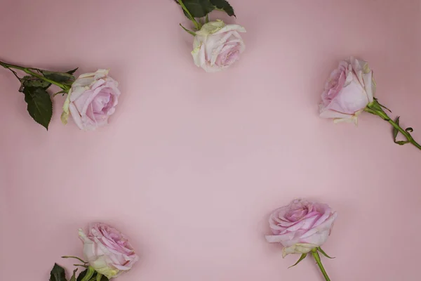 Pembe bir arka plan üzerinde bir daire içinde ortaya konmuş nazik güller