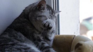 İngiliz kedisi pencere nin üzerinde yatarken kendini yıkıyor