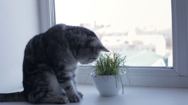 Британская кошка ест траву, сидя на подоконнике — стоковое видео