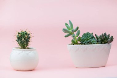 Pembe bir arka plan üzerinde güzel ve genç sulu