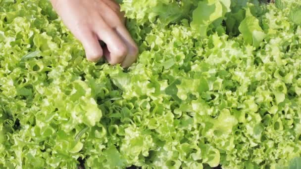 Sappige en verse greens voor salade — Stockvideo