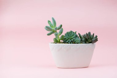 Pembe bir arka plan üzerinde beyaz bir saksı içinde sulu