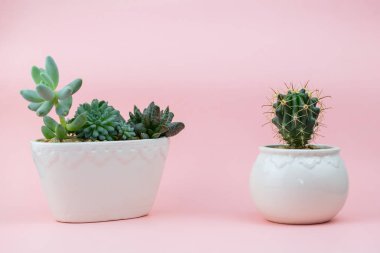 Sulu etli, pembe bir arka plan üzerinde beyaz bir saksı kaktüsler