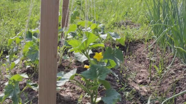 Trädgård med plantor av blommande gurkor — Stockvideo