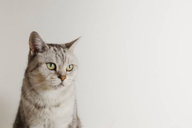 Beyaz bir duvara yaslanmış düşünceli ve yalnız bir İngiliz kedisinin portresi.