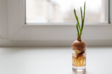 Bardakta soğan filizi. Sağlıklı gıda konsepti