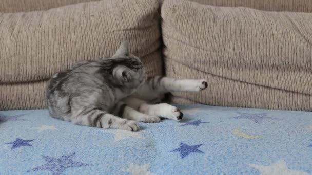 Eine britische Katze wäscht ihr Fell, während sie auf der Couch liegt — Stockvideo